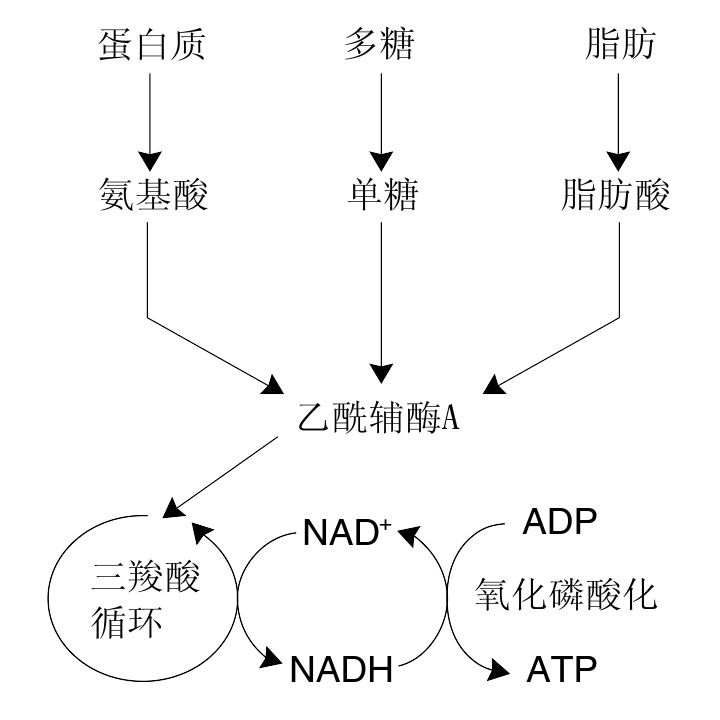 代谢