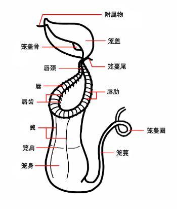 猪笼草属