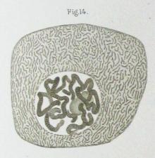细胞核