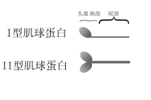 细胞迁移