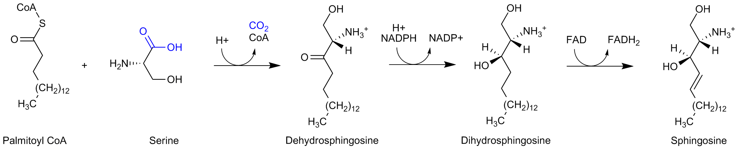 生物合成