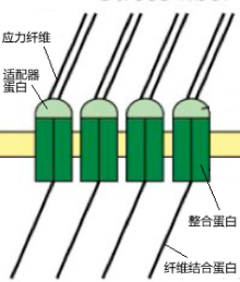 细胞迁移