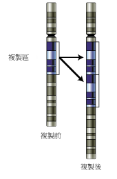 遺傳學(xué)