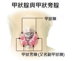 甲状腺