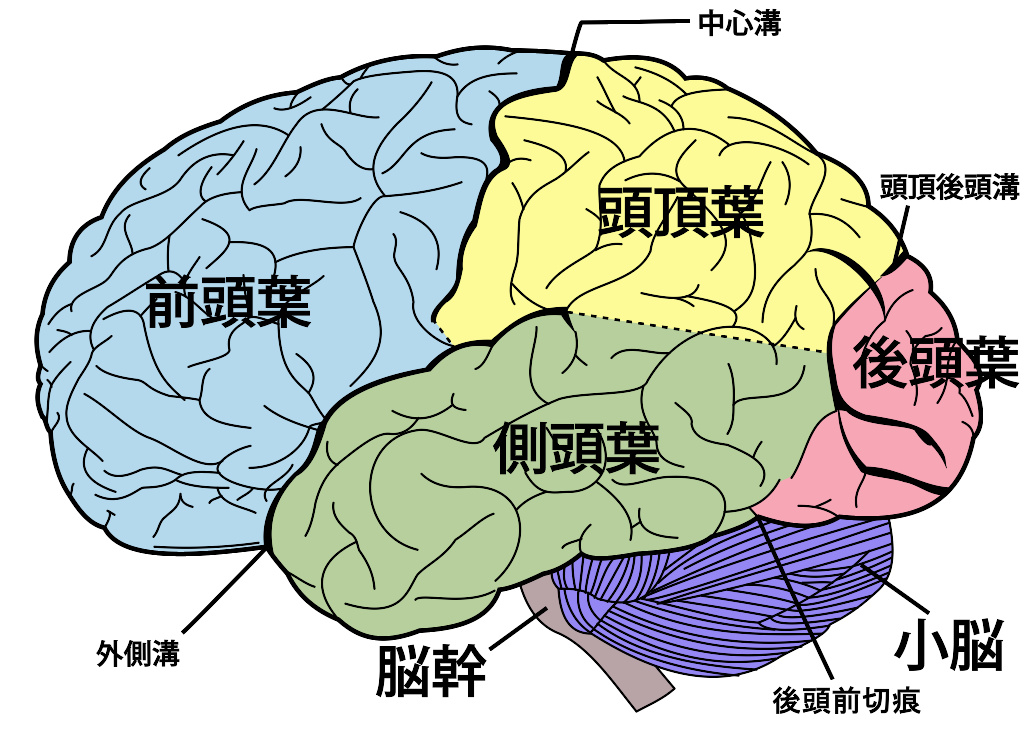 大脑皮质