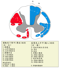 脊髓