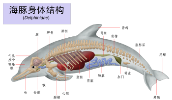 海豚