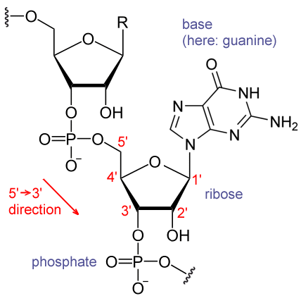 腺嘌呤核糖核苷酸图片