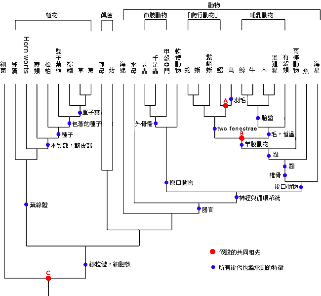 系统发生树