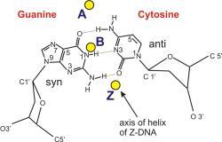 Z-DNA