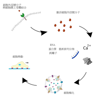 细胞迁移