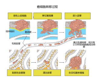 细胞迁移