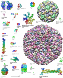 结构生物学