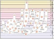 三叶虫