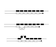 分子演化