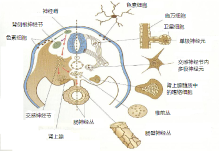 细胞迁移