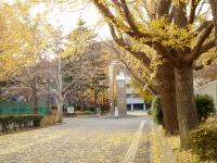 横滨市立大学