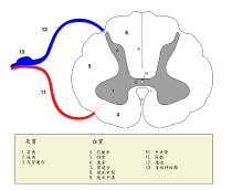脊髓
