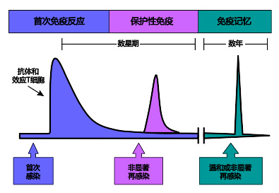 免疫系统