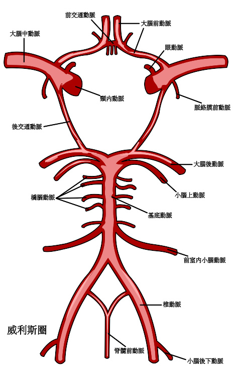 血管