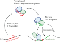 分子演化