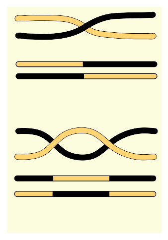 遺傳學(xué)