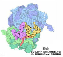 核糖体