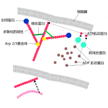 细胞迁移