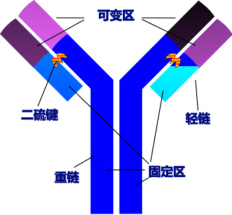 免疫系统