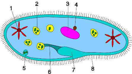 纤毛虫结构图片