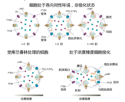 细胞迁移