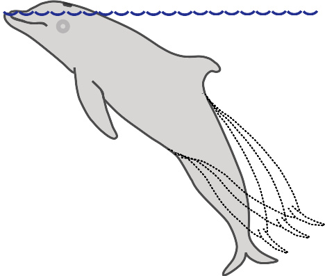 海豚结构图解图片