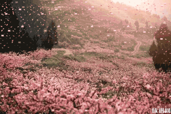 清明节除了扫墓祭拜还能谈情说爱?会不会犯祖先忌讳?