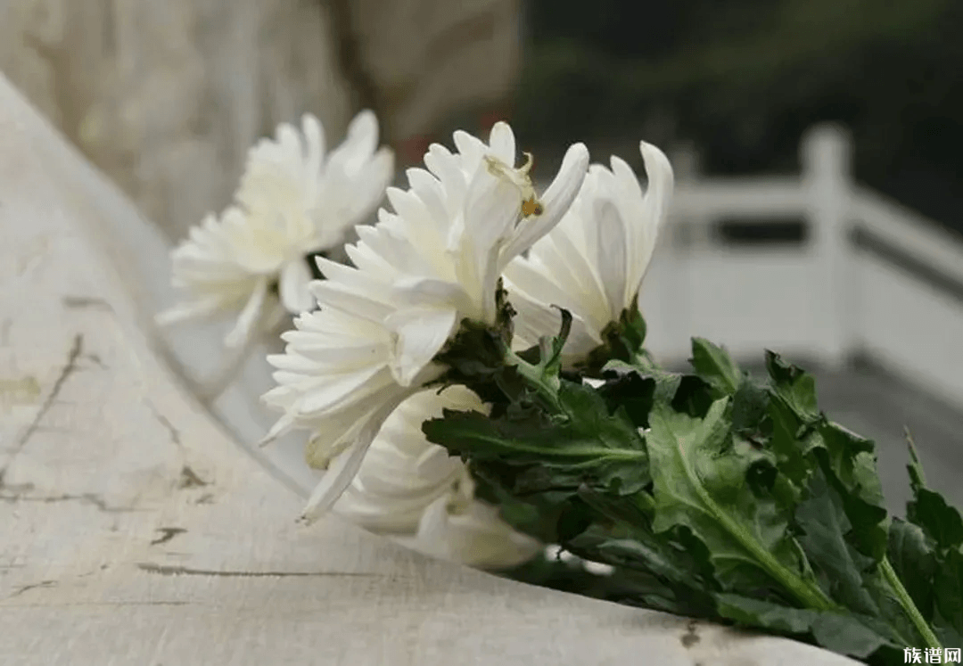 族谱对一个家族意味着什么?