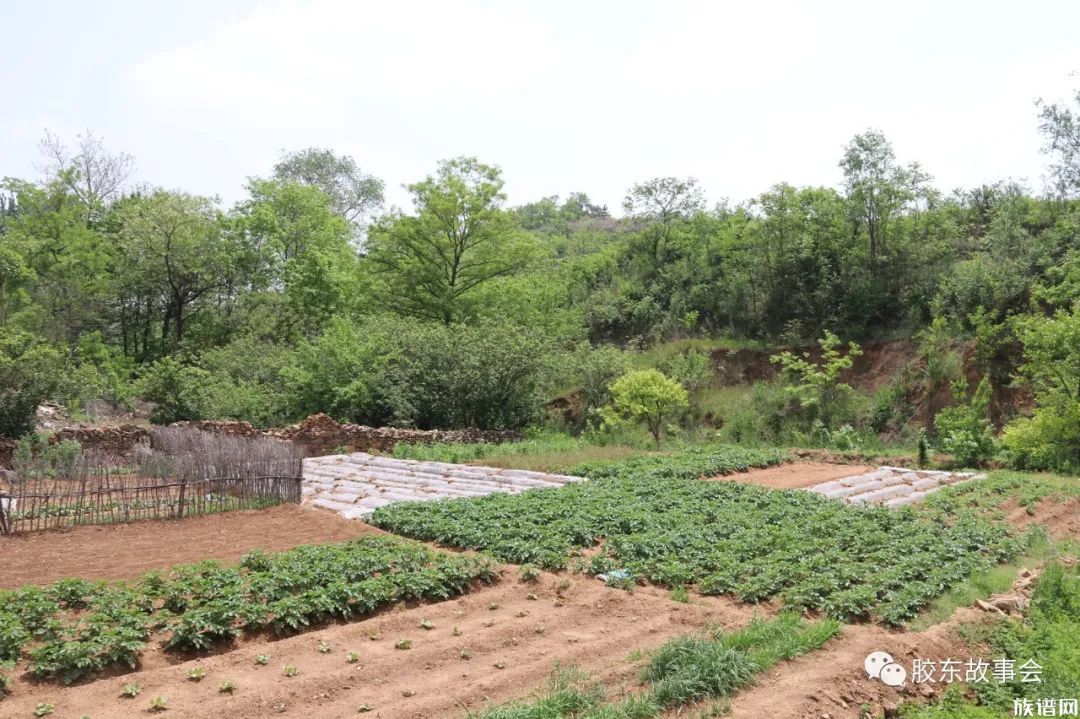 莱阳一个山村的实景名叫鞠家沟在柏林庄街道境内