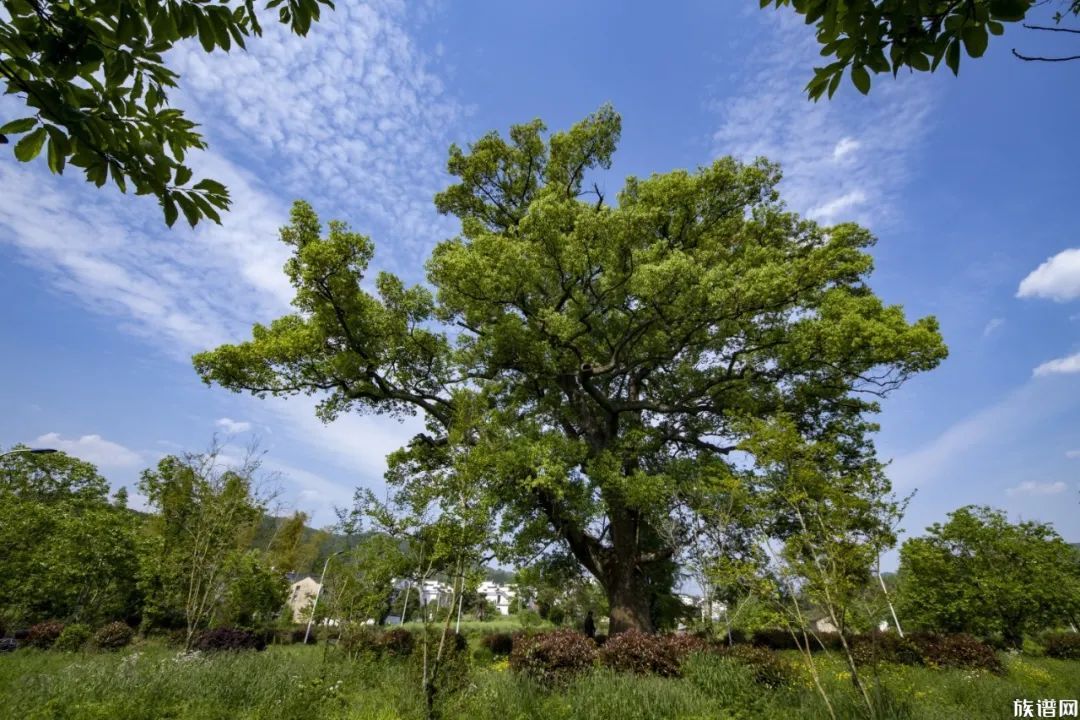 祁门渚口村倪氏的宗祠——贞一堂