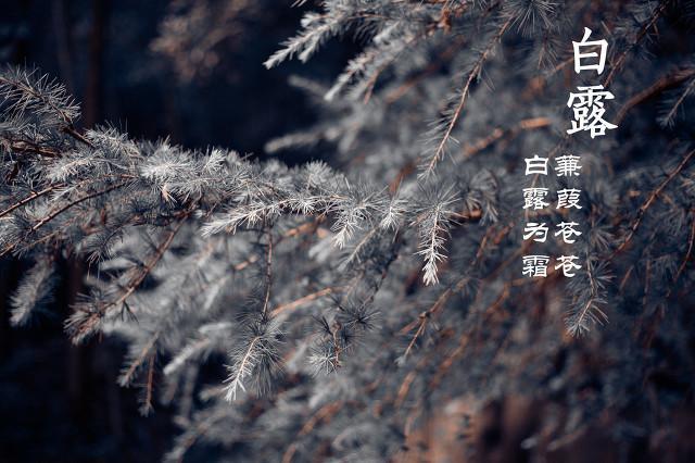 白露节气介绍