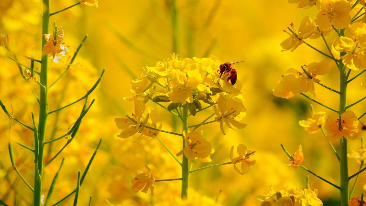 春季种植油菜花需要注意什么