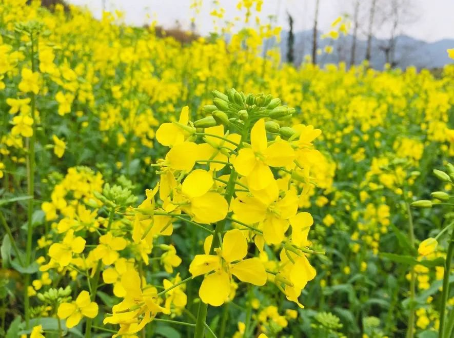 油菜花什么季节开