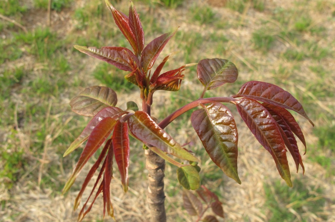 香椿是什么植物