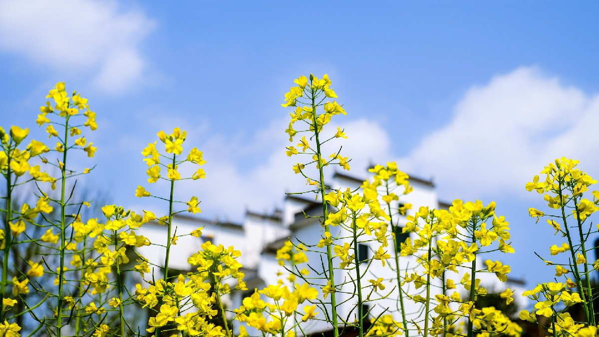 油菜花什么季节开?