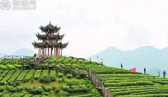 南京雨花茶属于什么茶，怎么样