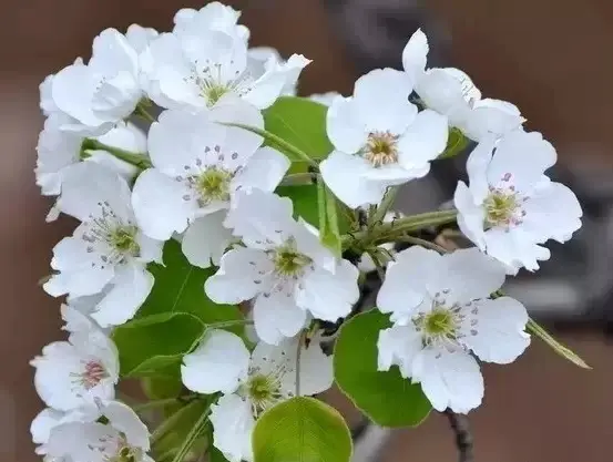 梨花什么时候开花图片