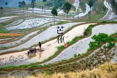 芒种是几月几号