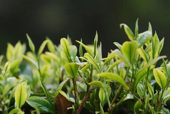 春茶和秋茶的区别