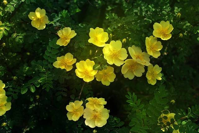 蔷薇花什么季节种植好?