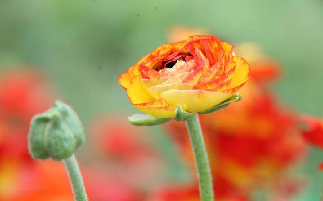 西溪花朝节