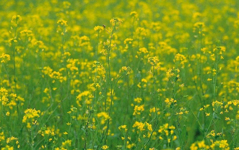 油菜花的诗句