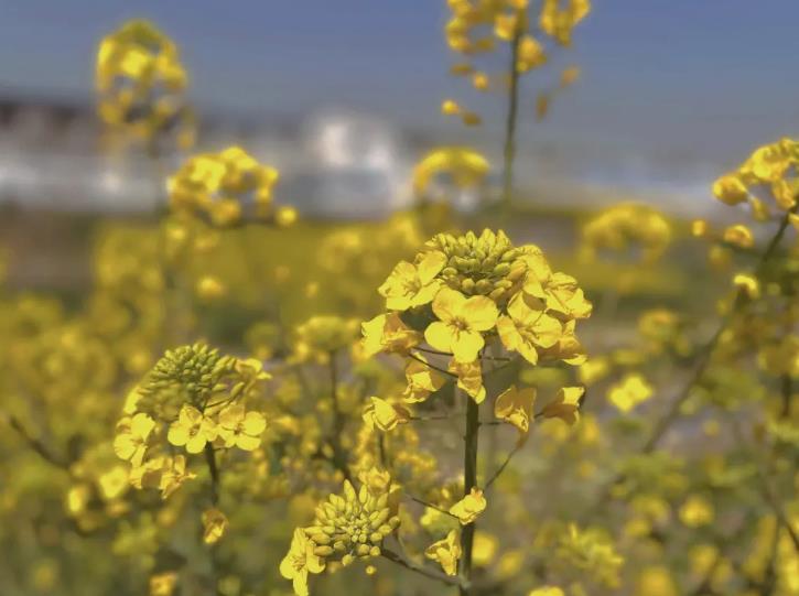 油菜花什么时候开