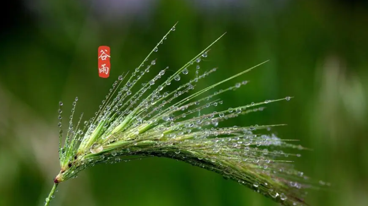 谷雨的寓意和象征